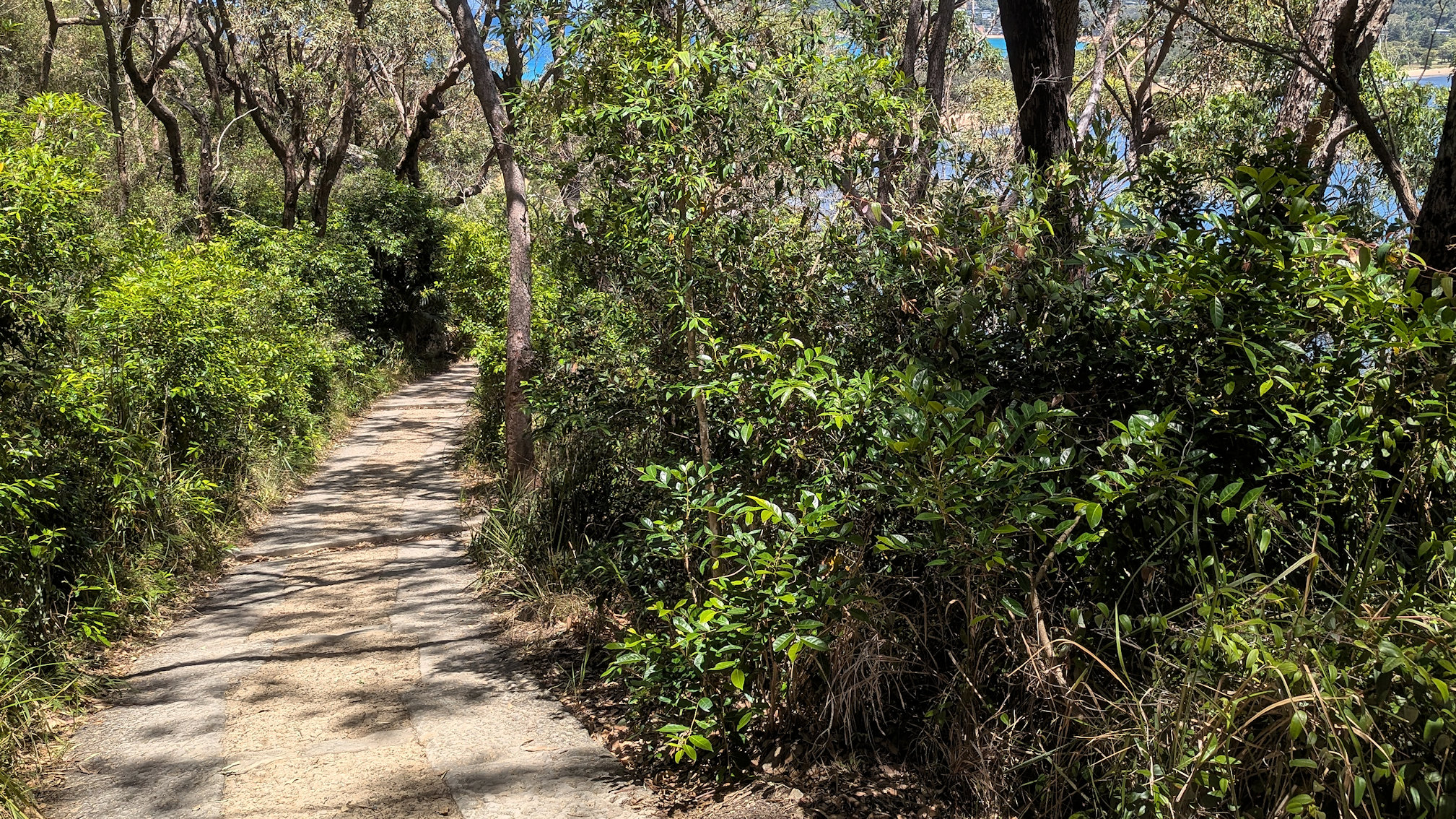 barrenjoey track (12)